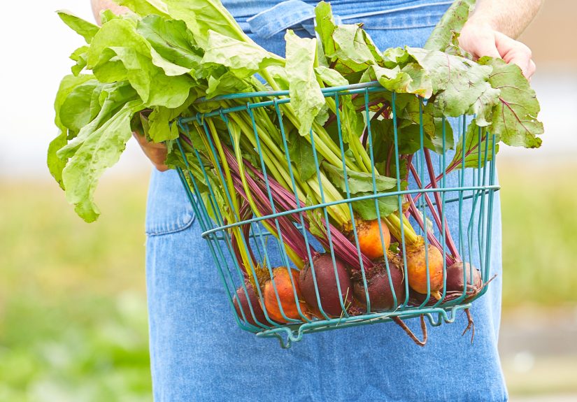 How and When to Harvest Beets from Your Garden