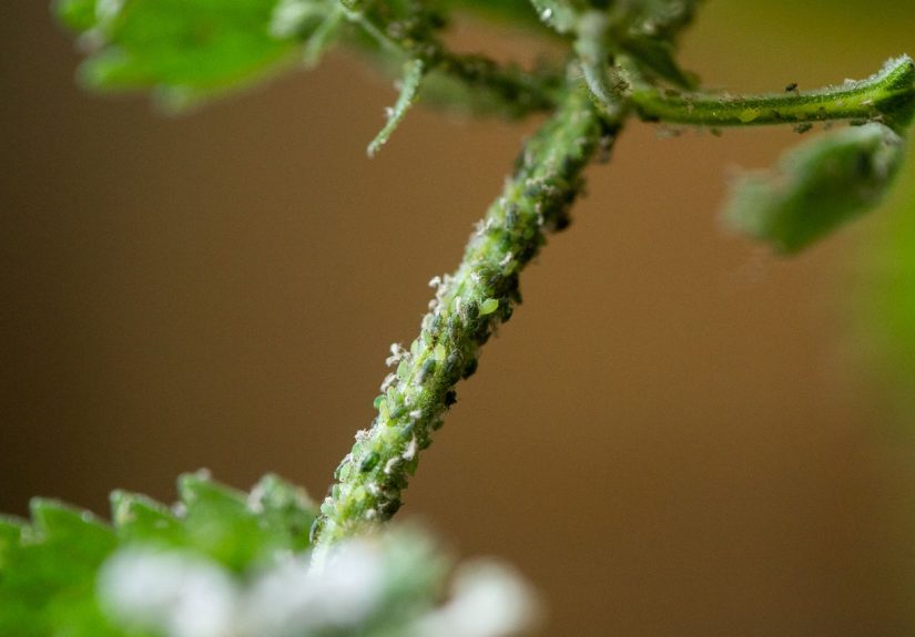 How to Control Aphids on Indoor House Plants