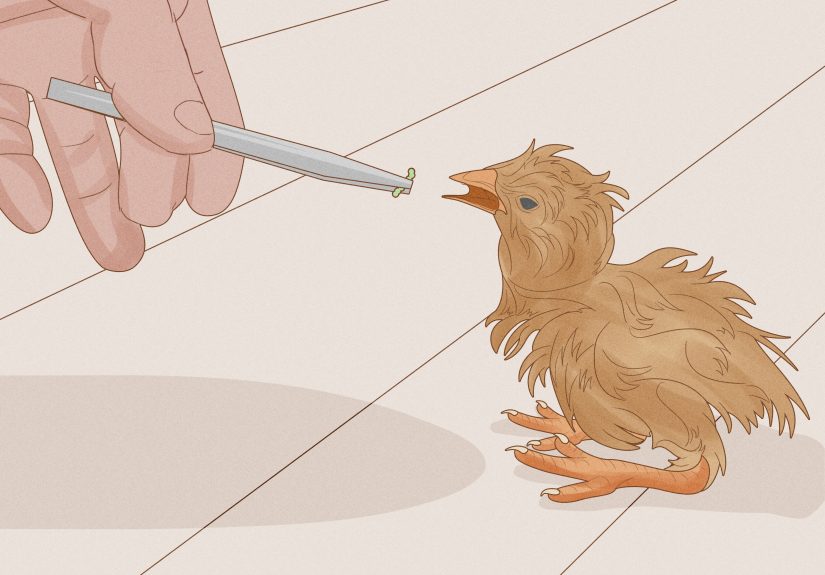 How to Find and Take Care of Wild Bird Eggs: 8 Steps