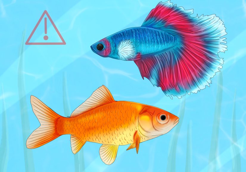 How to Fix Swim Bladder Disease in Goldfish