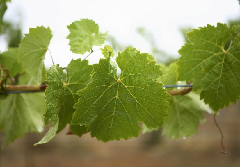 How to Freeze Grape Leaves at Home