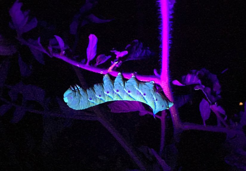 How to Get Rid of Tomato Hornworms Naturally - Bob Vila