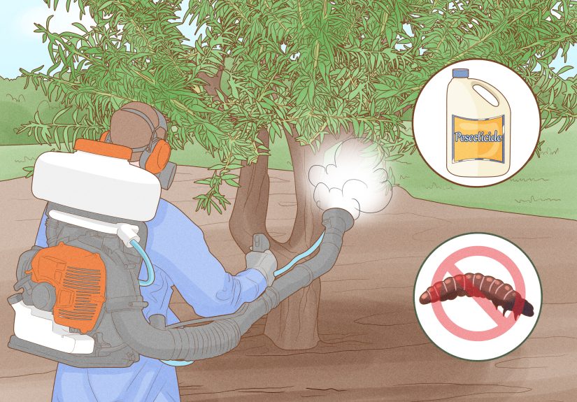 How to Grow Almonds at Home