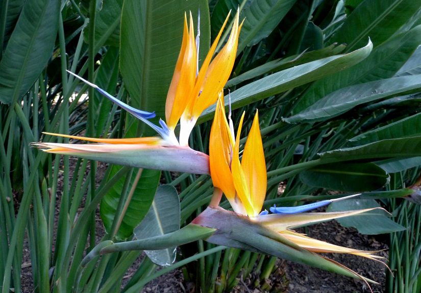How to Grow and Care for Bird of Paradise for Tropical Foliage and Flowers
