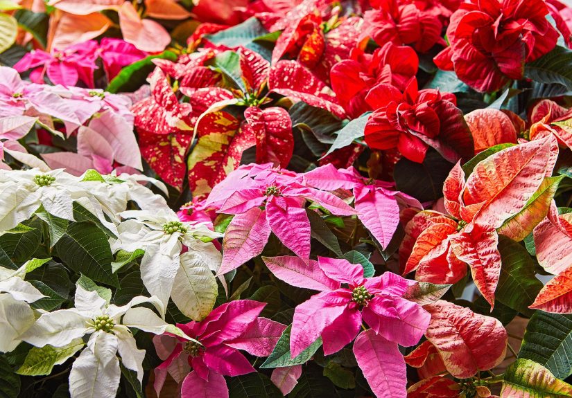How to Grow and Care for Poinsettias