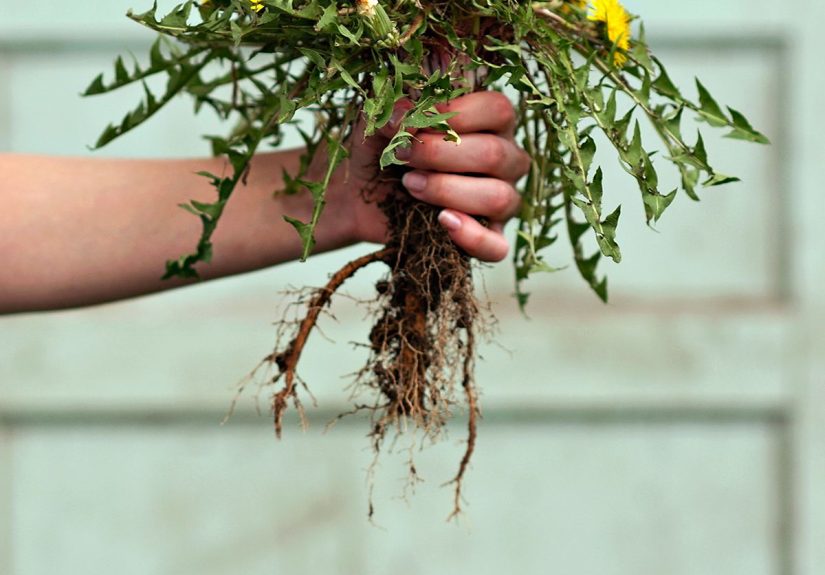 How to Kill Weeds Naturally Using Organic Products