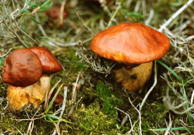 How to Preserve Boletus