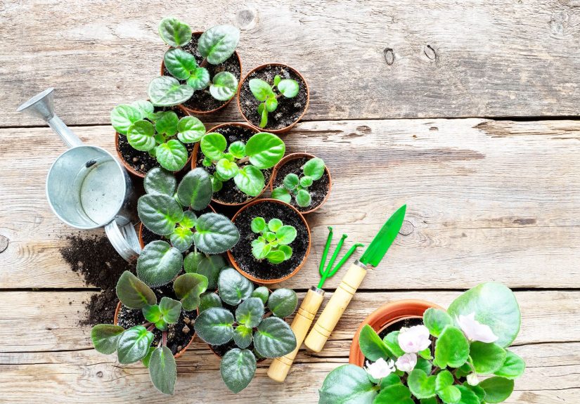 How to Propagate Your Houseplants to Expand Your Collection