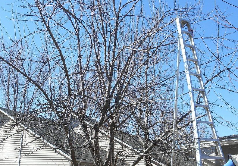 How to Prune DIY Spring Time Tree