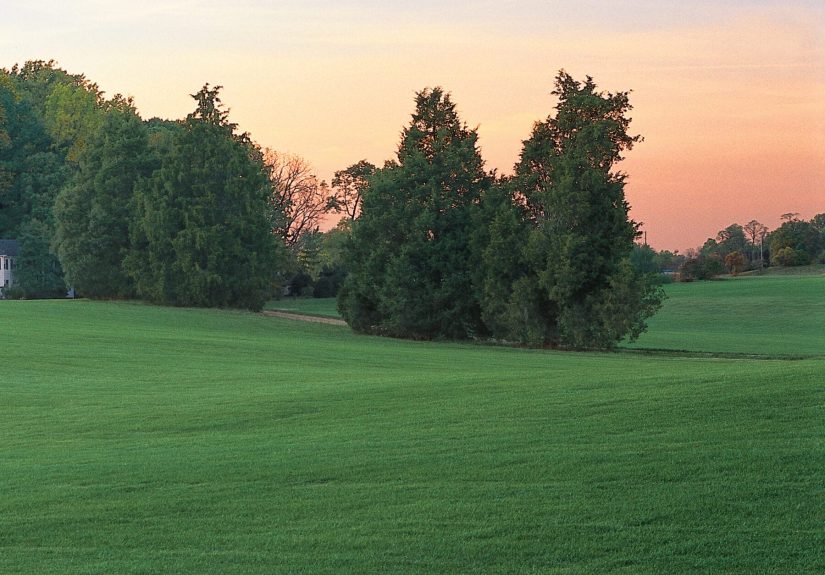 How To Seed a Lawn