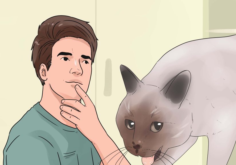 How to Stop a Cat from Biting and Scratching