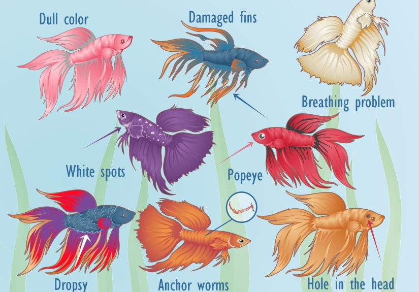 How to Tell If a Betta Fish Is Sick: Signs & Treatments