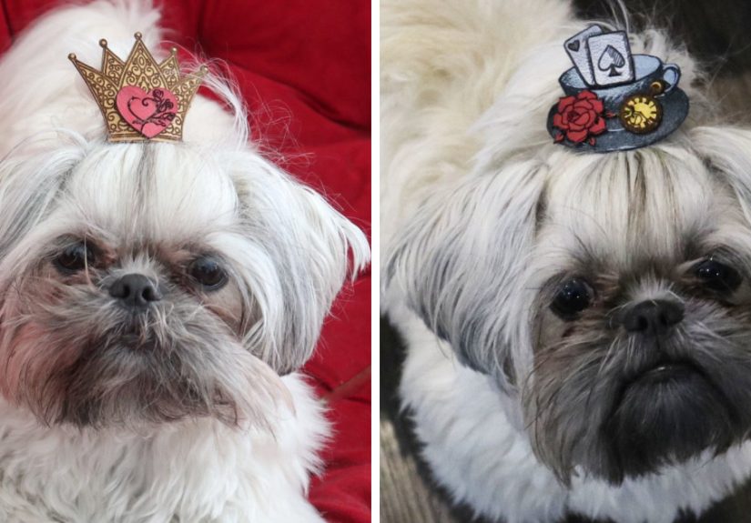 Looking For A Birthday Treat For My Puppy Led To A Crazy Challenge – I Am Making 365 Leather Dog Hats