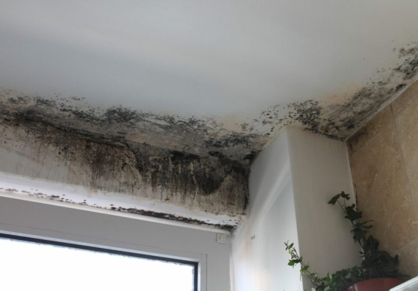 Mildew vs. Mold: What’s the Difference?