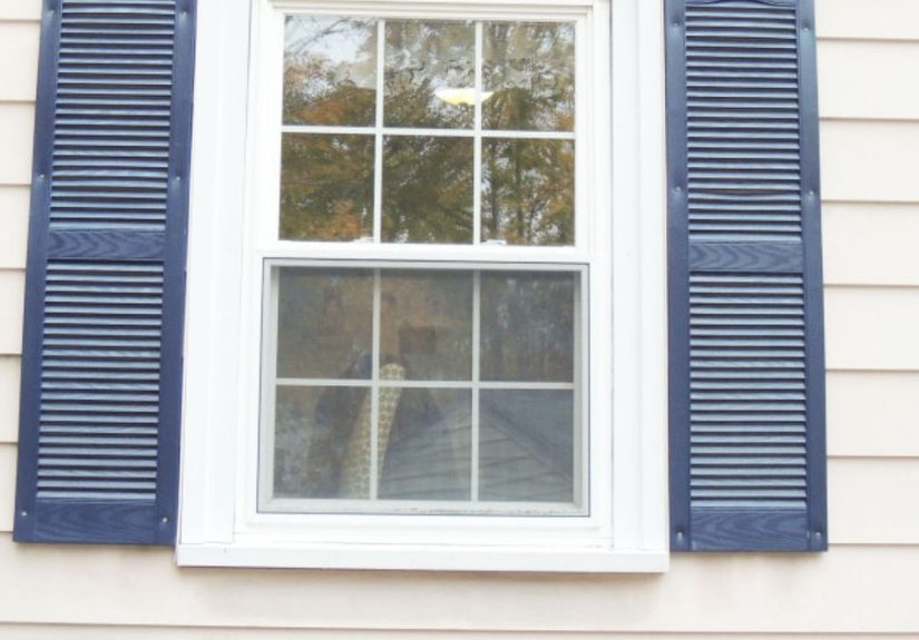Painted Shutters Using My HomeRight Paint Sprayer