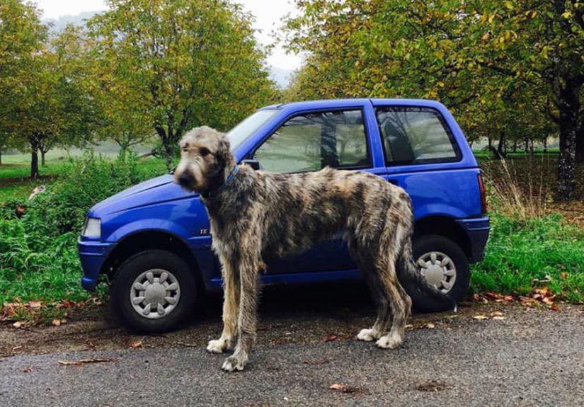 People Are Posting Hilarious Photos Of Their Irish Wolfhounds, And It’s Crazy How Large They Are