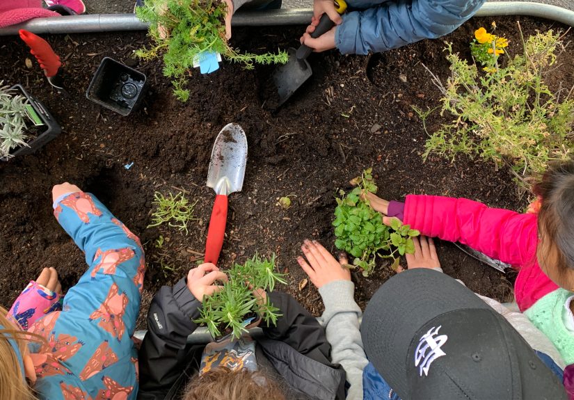 Planting a Social-Emotional Herb Garden