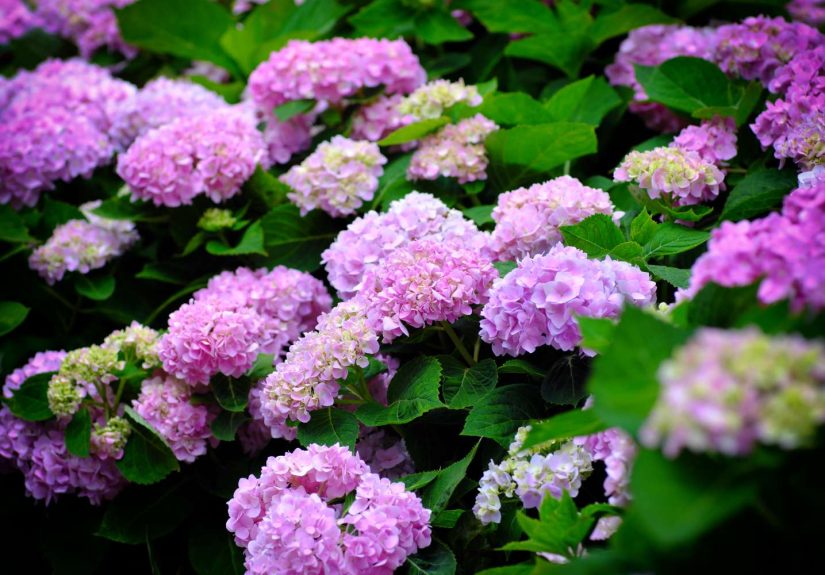 Should You Deadhead Your Hydrangeas or Leave Them Alone? Here’s How to Tell