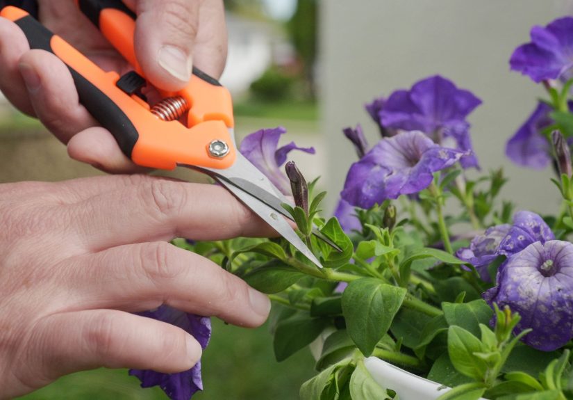 The Simple Steps for Deadheading Flowers in Your Garden