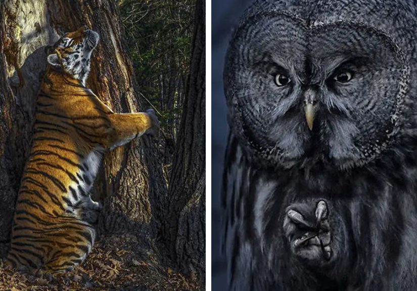 The Wildlife Photographer Of The Year 2020 Winners Have Just Been Announced (15 Pics)