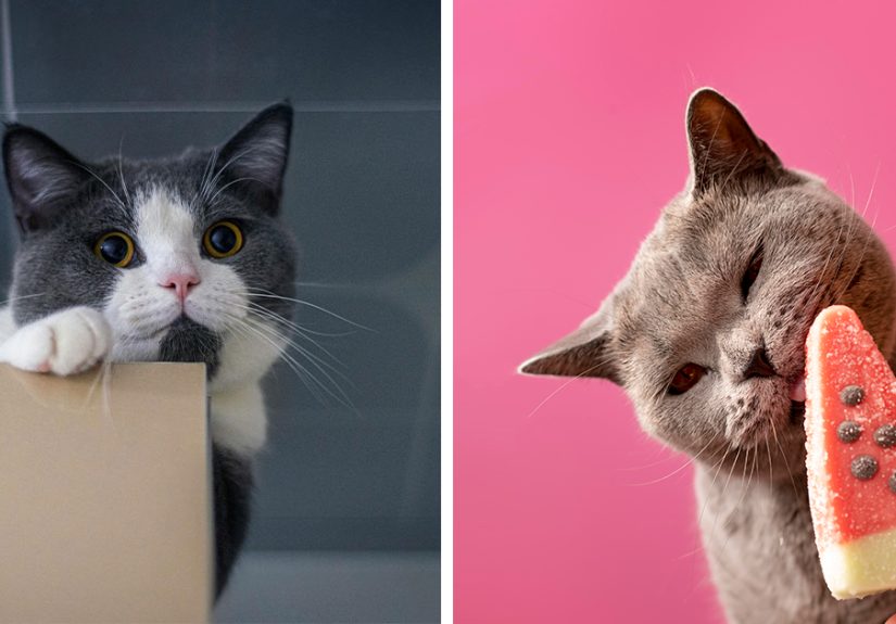 Top 100 Funny Cat Names for Your Quirky Kitty’s Personality