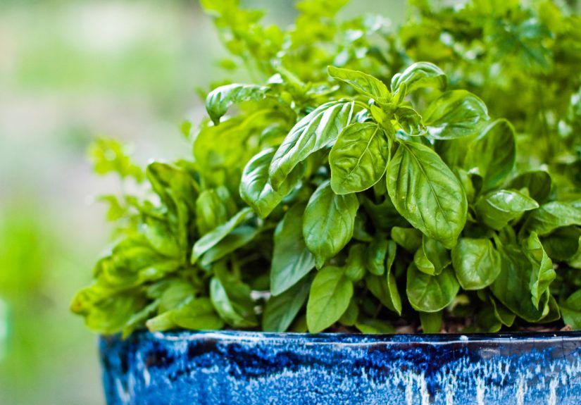 12 Tips for Growing Basil in Pots