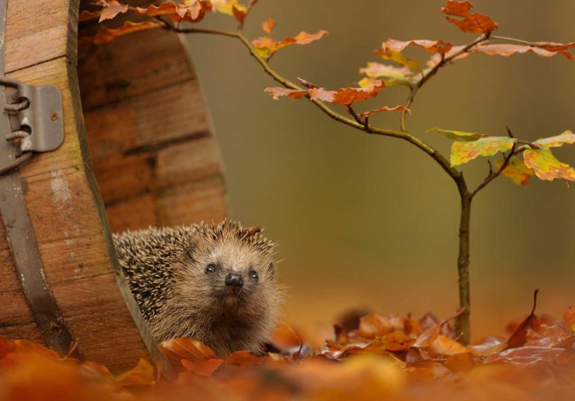128 Animals Enjoying The Magic Of Autumn
