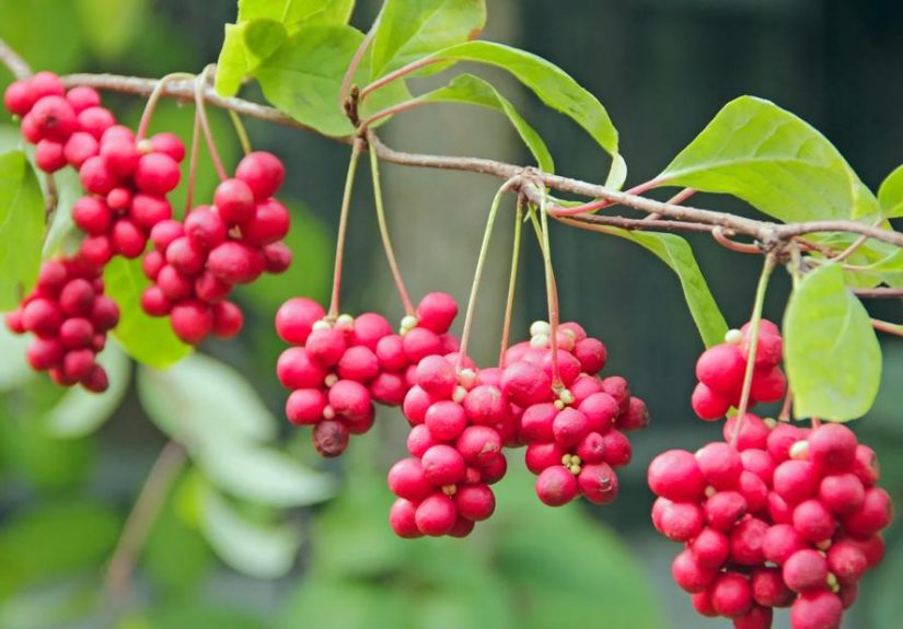 3 Schisandra Health Benefits