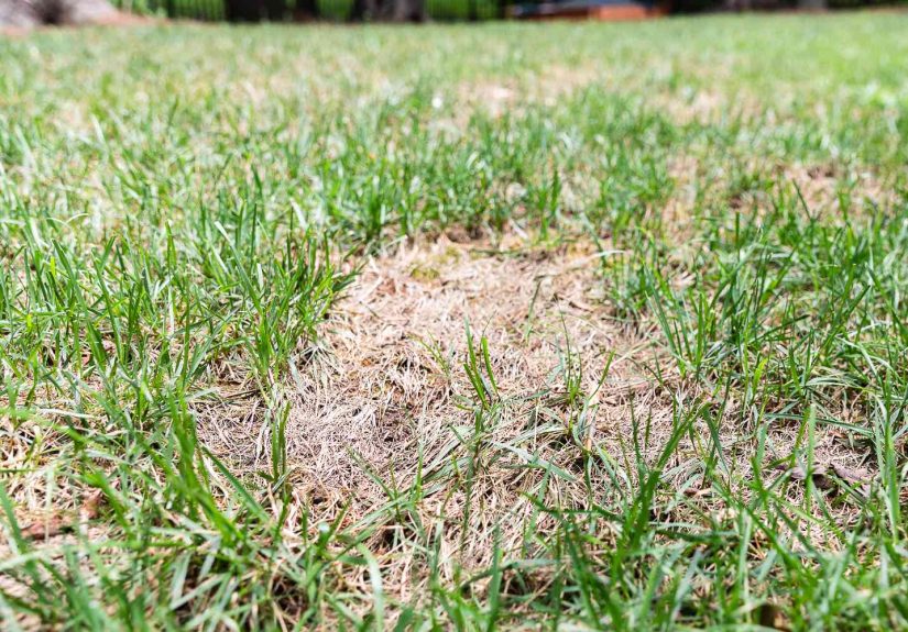 5 Lawn Fertilizing Errors You Should Never Make, an Expert Warns