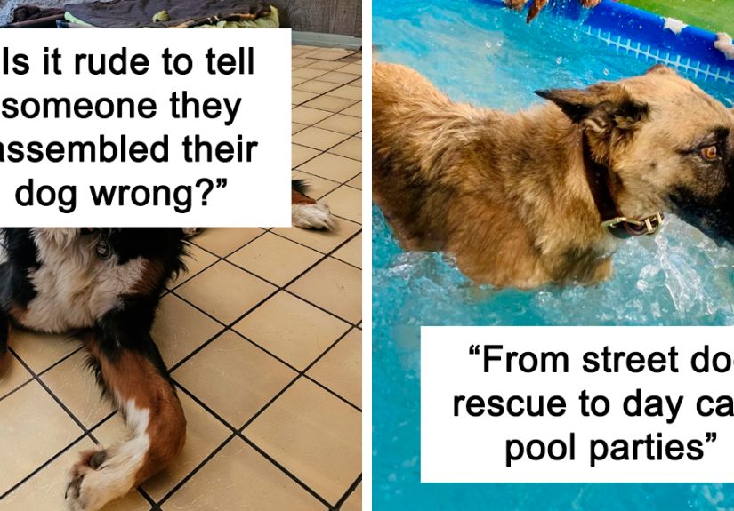 50 People Who Don’t Know What’s Wrong With Their Dogs But Love Them Nonetheless