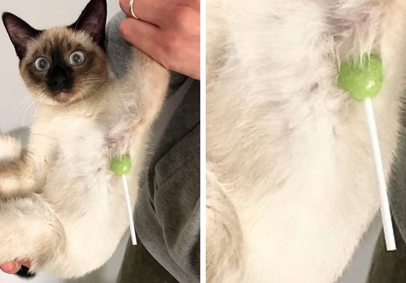 50 Times Animals Acted So Hilariously Devious, They Ended Up Being Shared On The “Animals Going Goblin Mode” Twitter Account