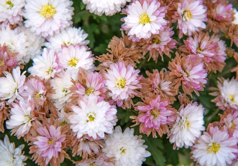 6 Signs It's Time to Throw Away Your Mums