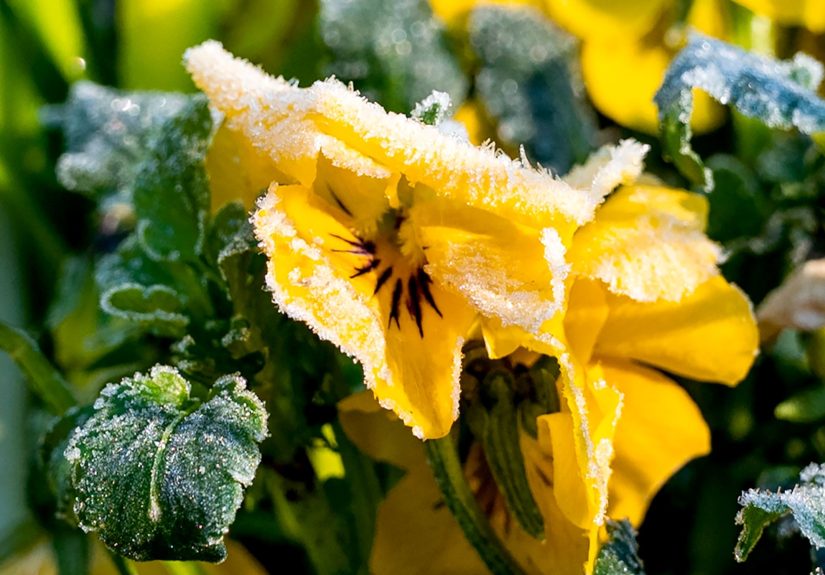 9 Gardening Tasks to Tackle Right After a Fall Frost