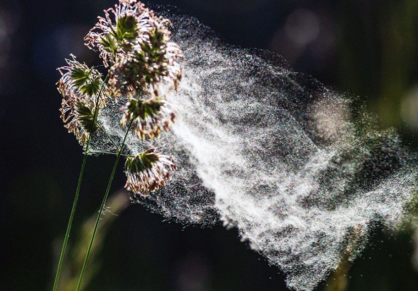 Adult-onset allergies: Symptoms, treatment, and other causes