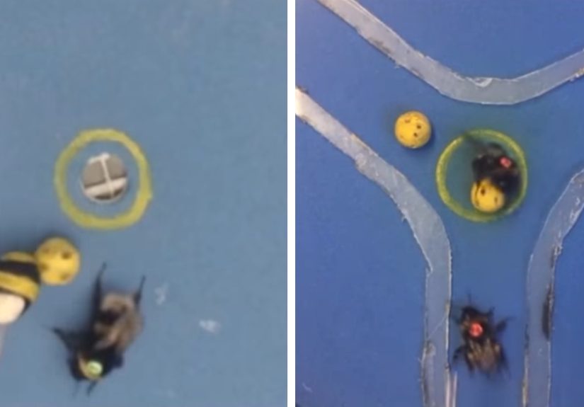 Bees Show Un-Bee-Lievable Learning Ability