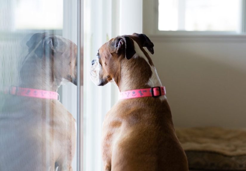 Best House Temperature for Pets