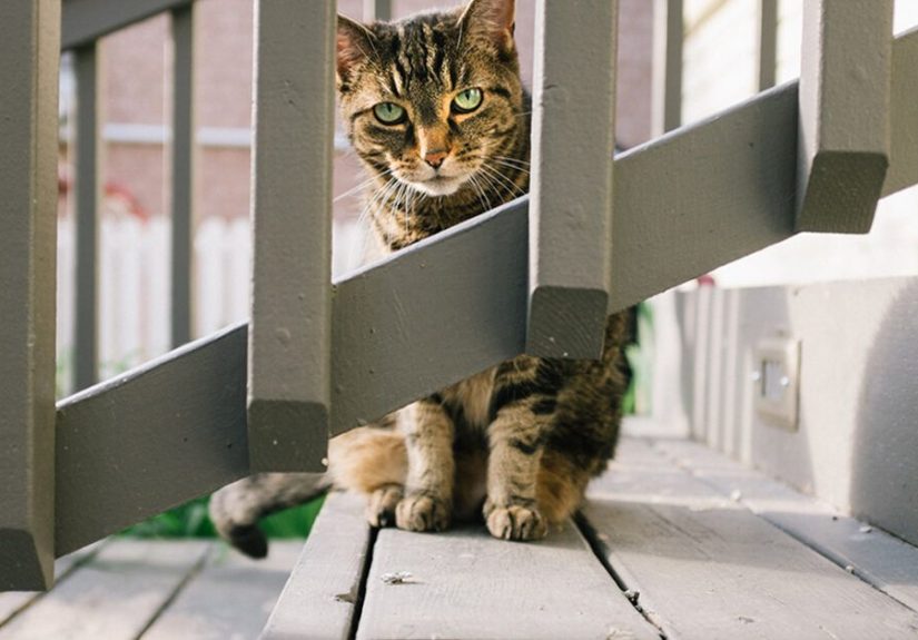 Cat Bites May Lead to Infections: Treatment and When to Get Help