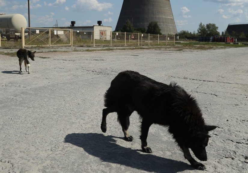 Chernobyl Dogs Are Experiencing Rapid Evolution, Biologists Say