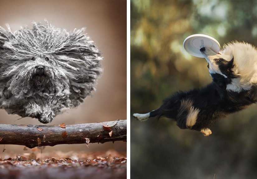 Dogs Caught Mid-Air: 50 Amazing Action Shots