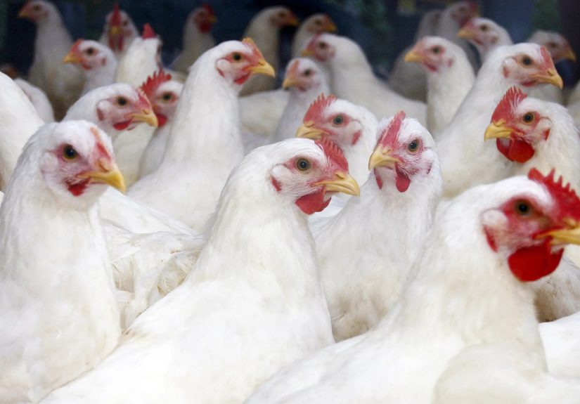 Federal Experts Talk Bird Flu ‘What Ifs’ in WebMD Live Event