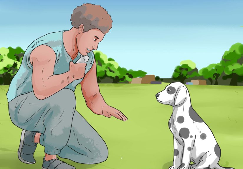 How to Care for a Dalmatian