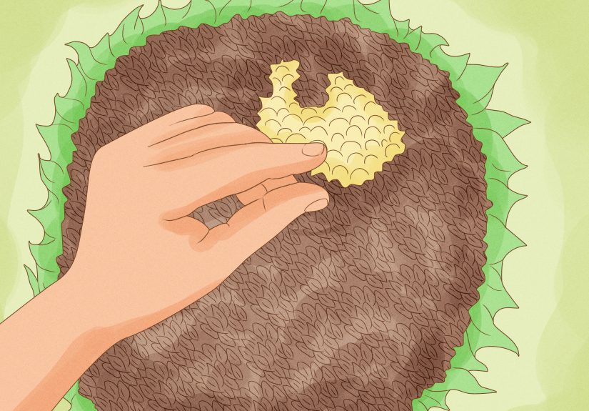 How to Care for Sunflowers: 15 Steps