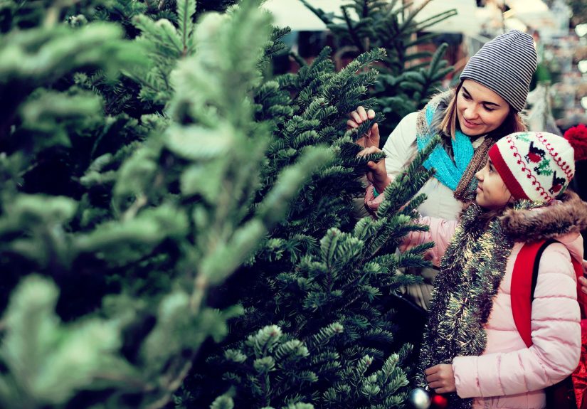 How to Choose a Christmas Tree Everyone Will Love