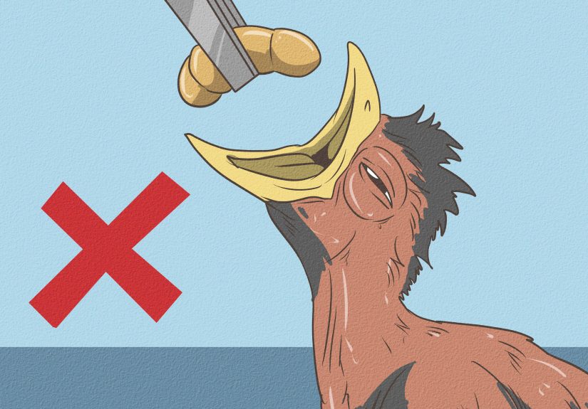 How to Feed Baby Birds: What They Can & Can’t Eat