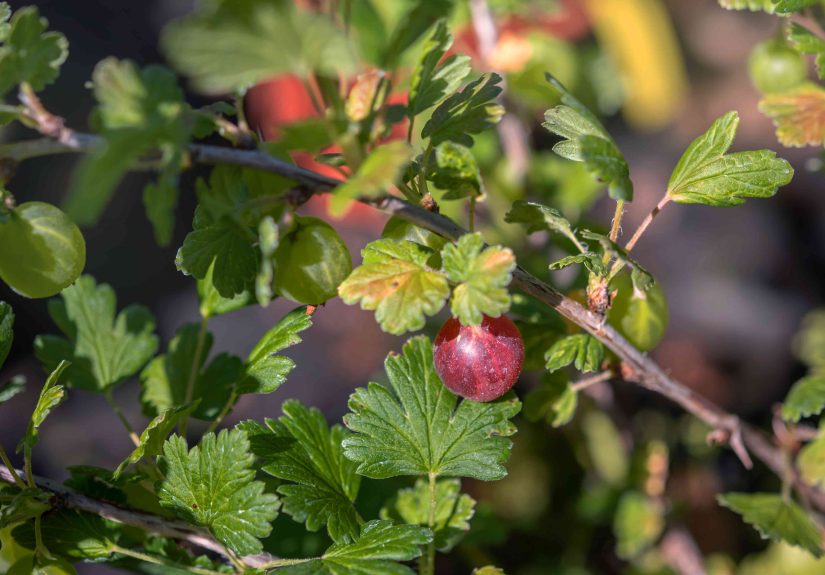 How to Grow a Gooseberry Plant