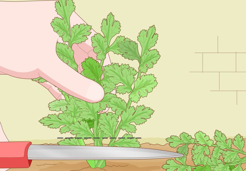 How to Grow Parsley from Cuttings: 13 Steps