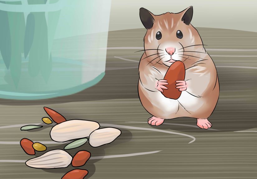 How to Have Fun With Your Hamster