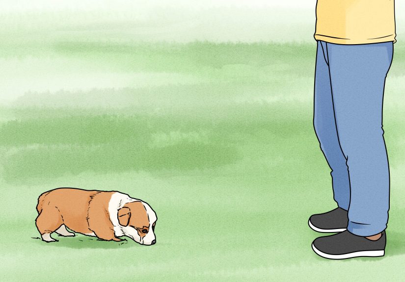 How to House Train Corgi Puppies: 14 Steps