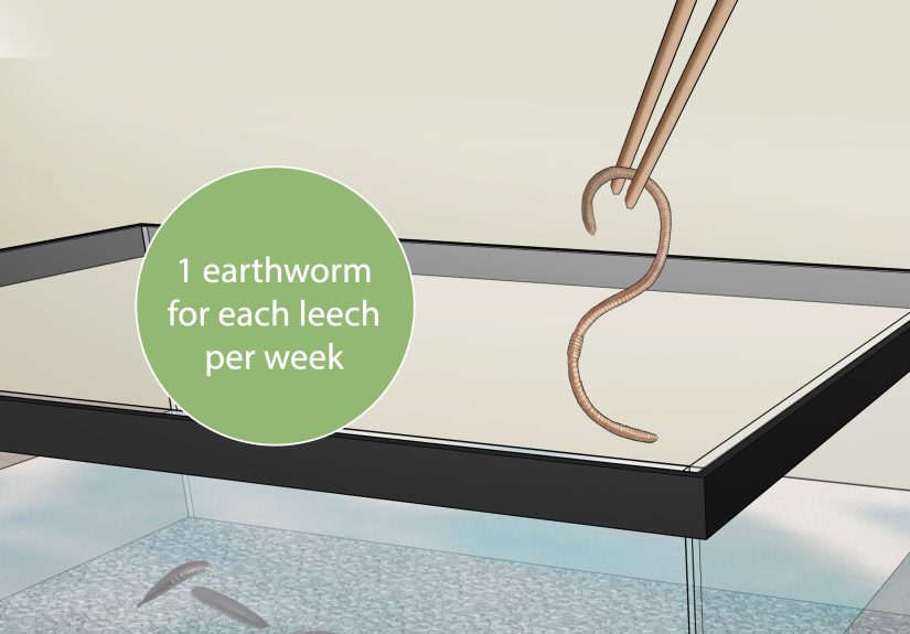 How to Keep Leeches As Pets: 9 Steps