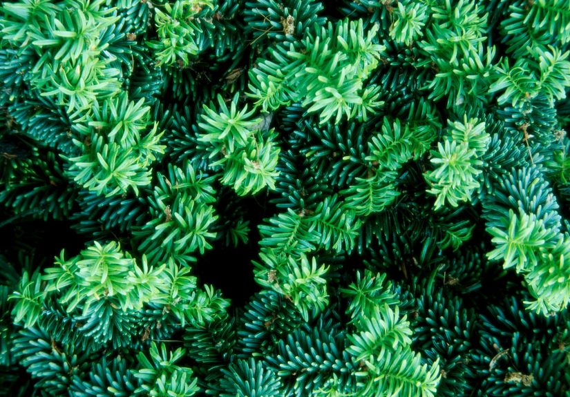 How to Plant and Grow a Yew Bush
